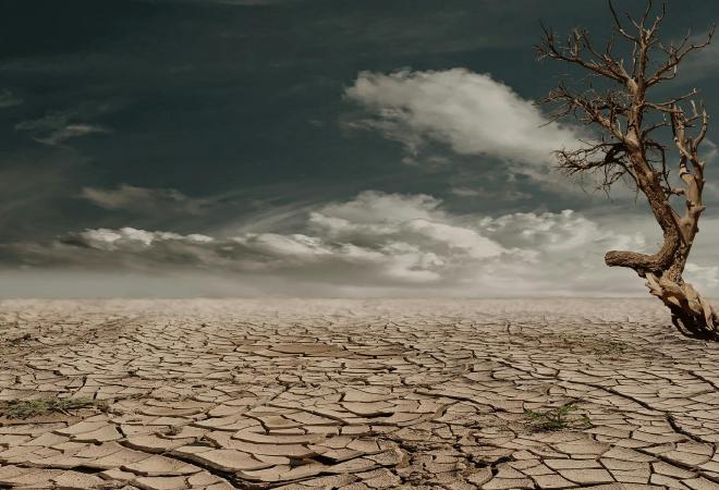 brown desert with dried out brown tree